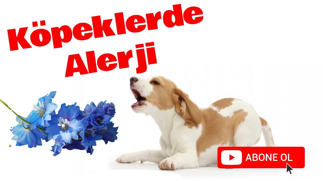 Köpeklerde Alerji