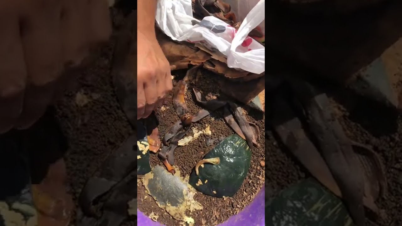 ماذا نطعم دود الكومبوست؟     What to Feed Compost Worms