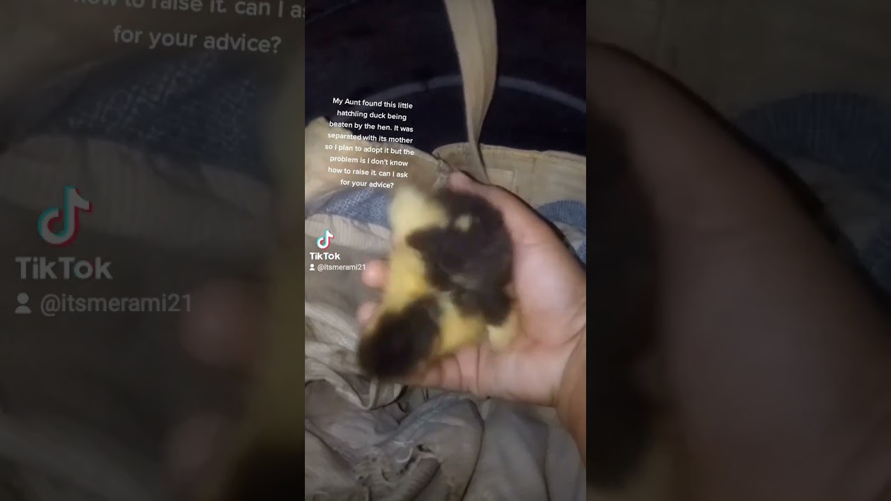 a little advice for this duck to live, please. 