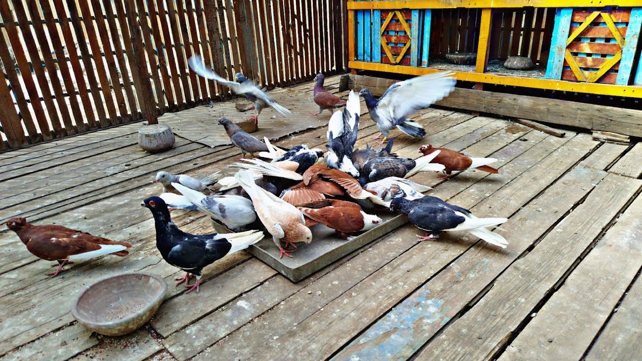 المشكله ف حمام السلاكه🤦🏻 زغاليل بتم...وت وحمام كبير 😱😔#pigeon 