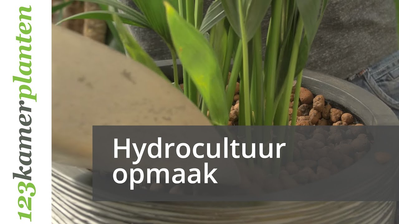 Hydrocultuurplanten opmaken - 123kamerplanten