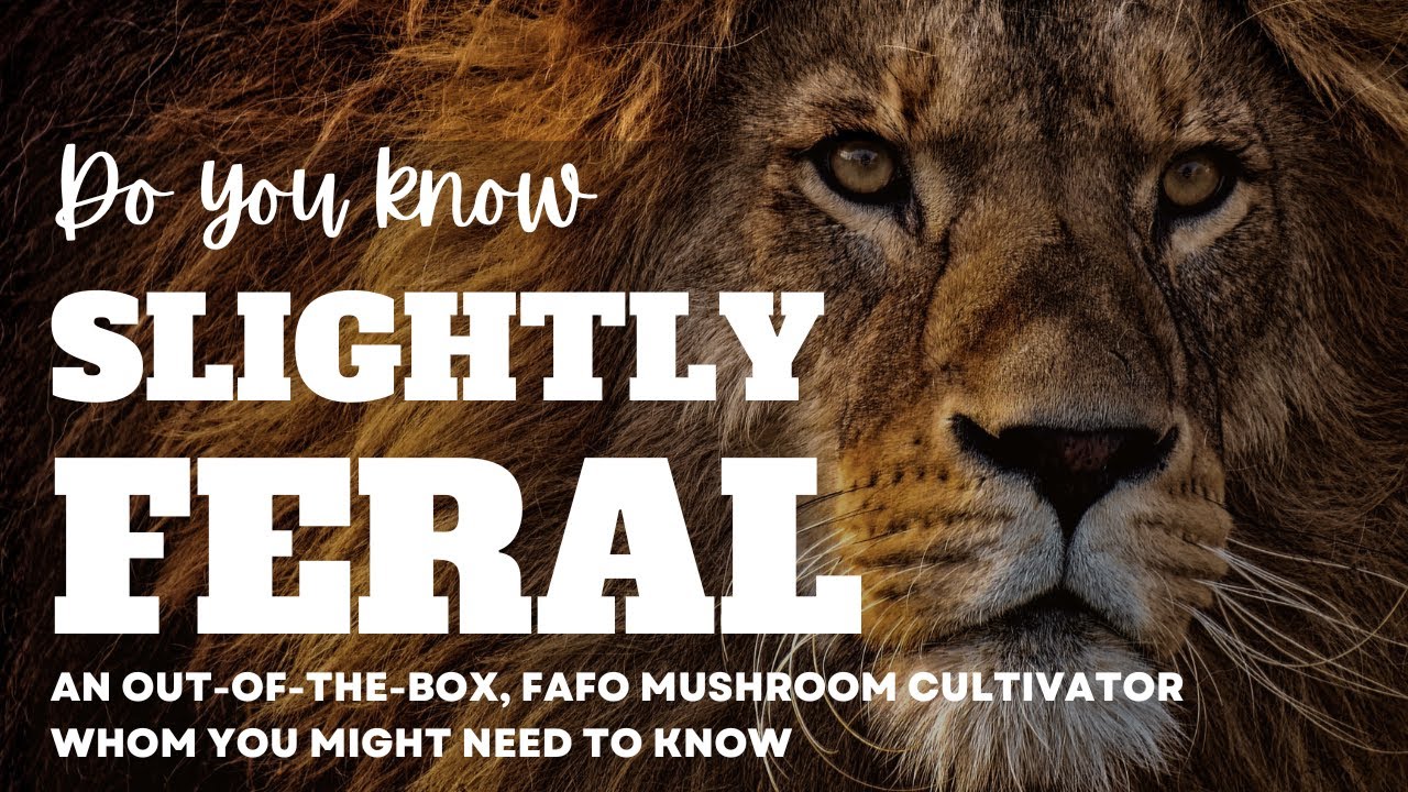 SlightlyFeral is my MUSHROOM GURU!  🍄 ✨ The MycoGeeky Podcast