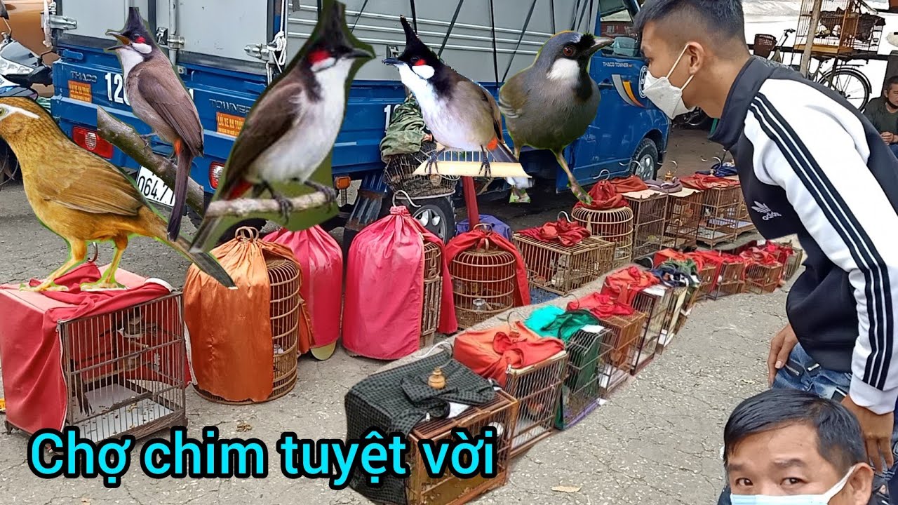 đi chợ chim cảnh lớn gặp em gái xinh đi mua lồng chim,chim to là thích