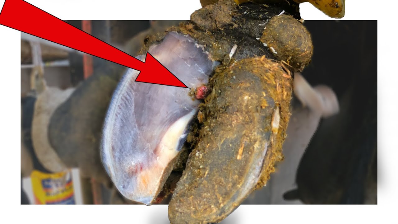 BULGING SOLE ULCER on COWS HOOF
