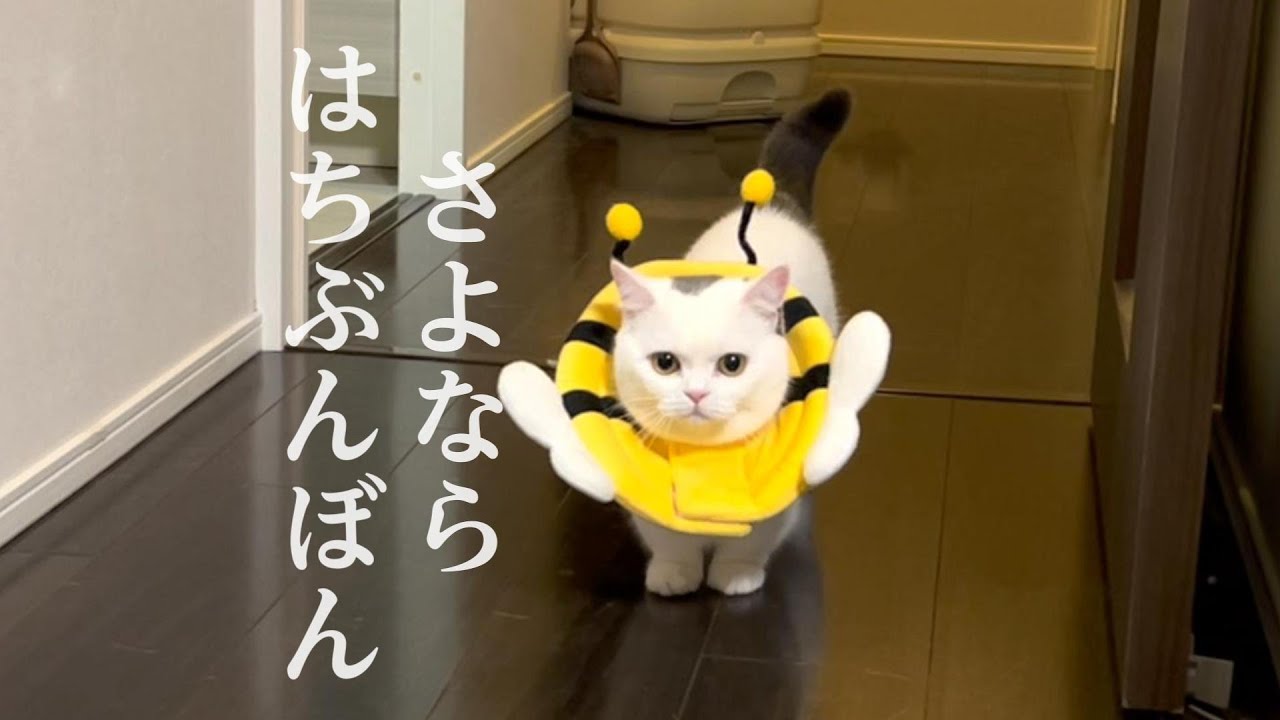 去勢後ネッカー生活おつかれさまっした！そして現実を知る時
