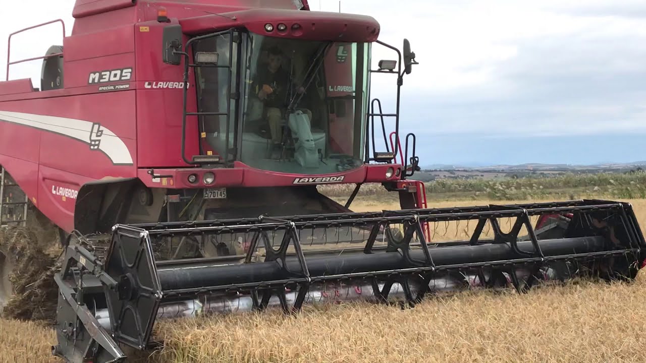 Rice harvesting with laverda m305 in Feres,Evros