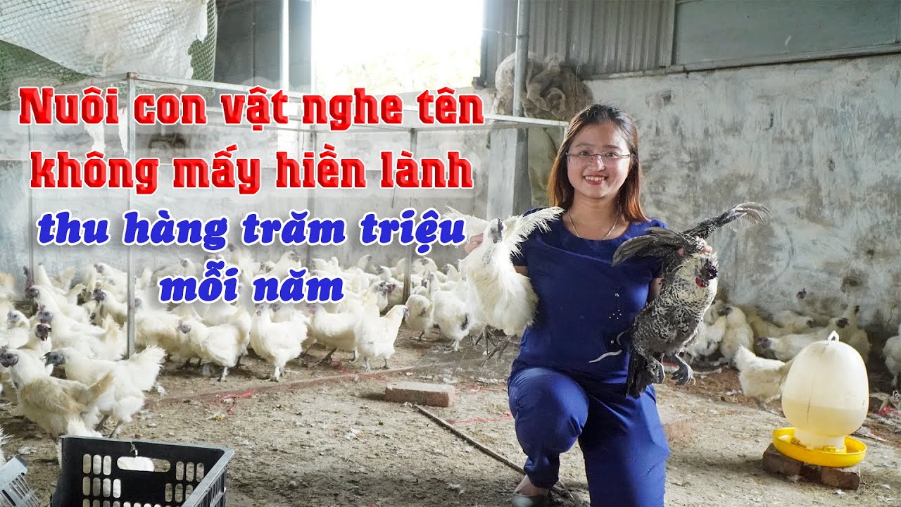 Cách nuôi gà ác vốn ít lợi nhuận cao || Kỹ thuật nuôi gà ác lớn nhanh, ít bệnh tật.