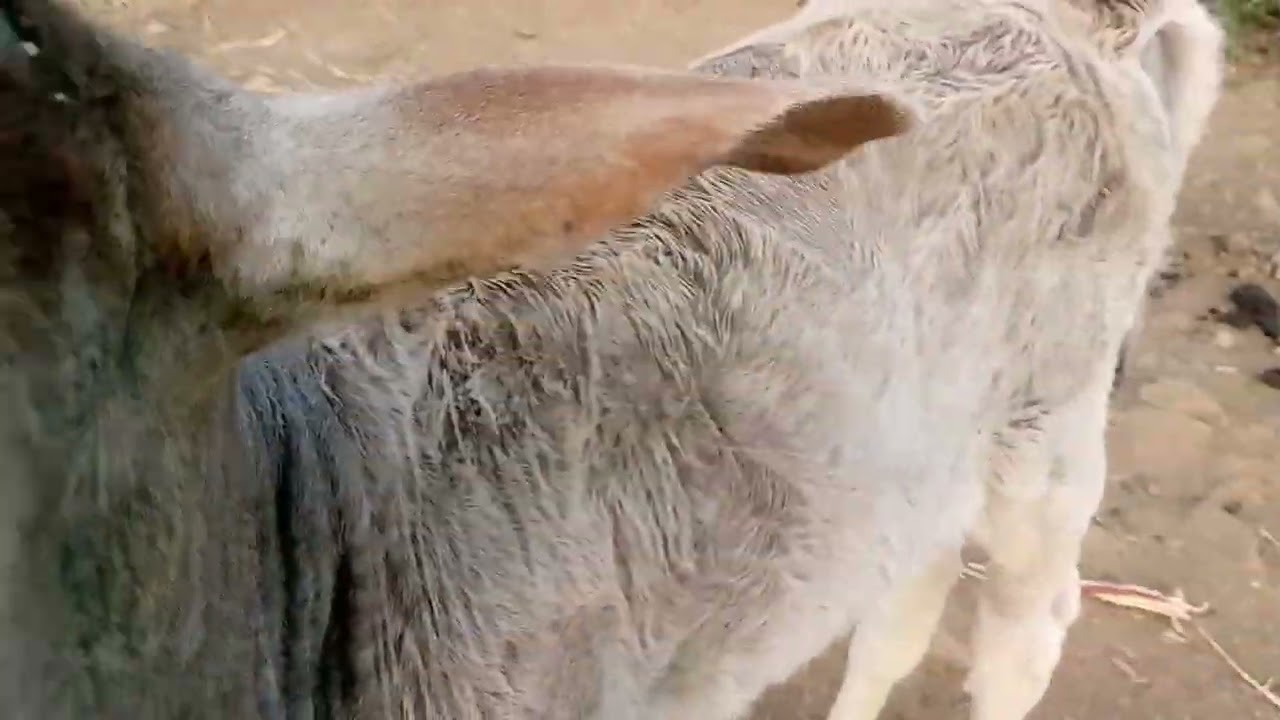 મિત્રો સ્વાગત છે આપડા નવા બ્લોગ માં 