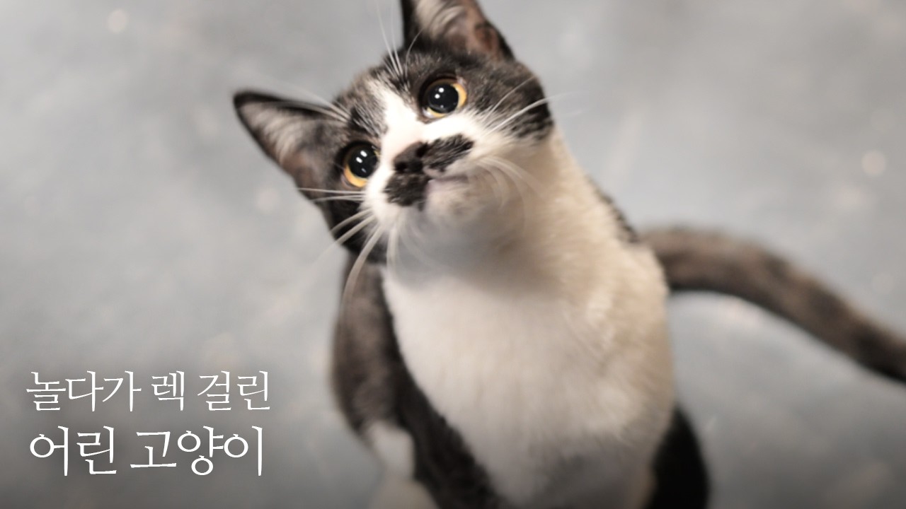 노는 모습도 퐁력적인 코송이