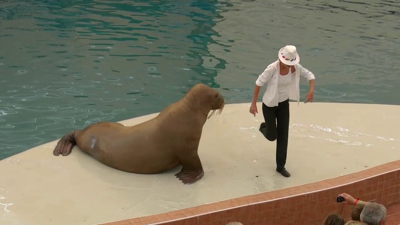 Jackson dancing The Silvia Walrus