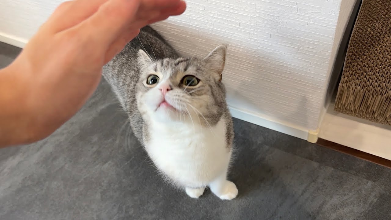 褒められないとやる気が出なくて文句言いに来る猫が可愛すぎますw