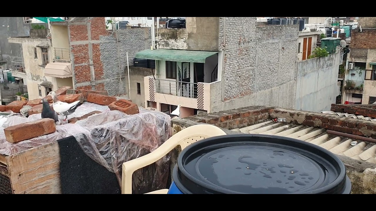 2 patthe pakde 😍 | try to catch pigeon #kabootar #kabutarpakda #pigeon