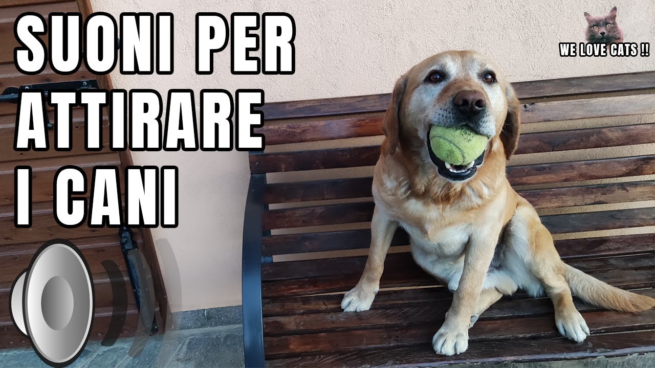 Cane che abbaia | Suoni per attrarre cani - Prod. By 