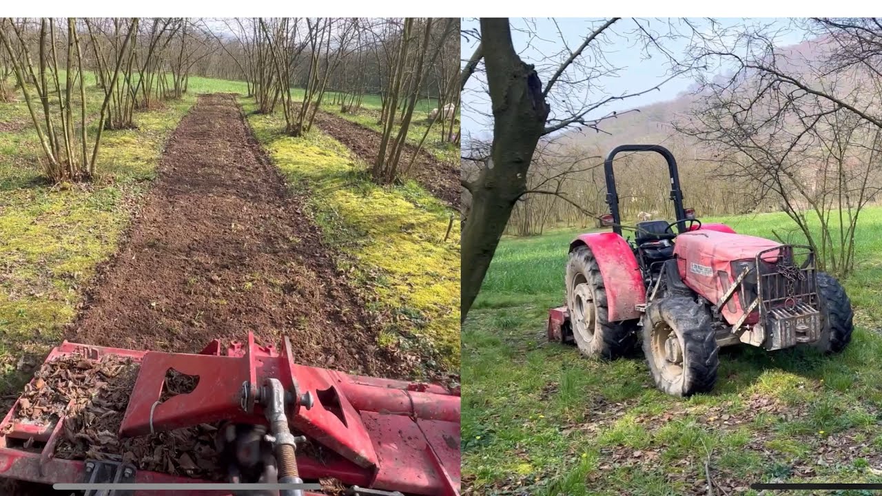 Fındık İçin Gerekli Gübremizi Attık Araları Pırpır Yaptık Gübre Toprağımızla Buluştu