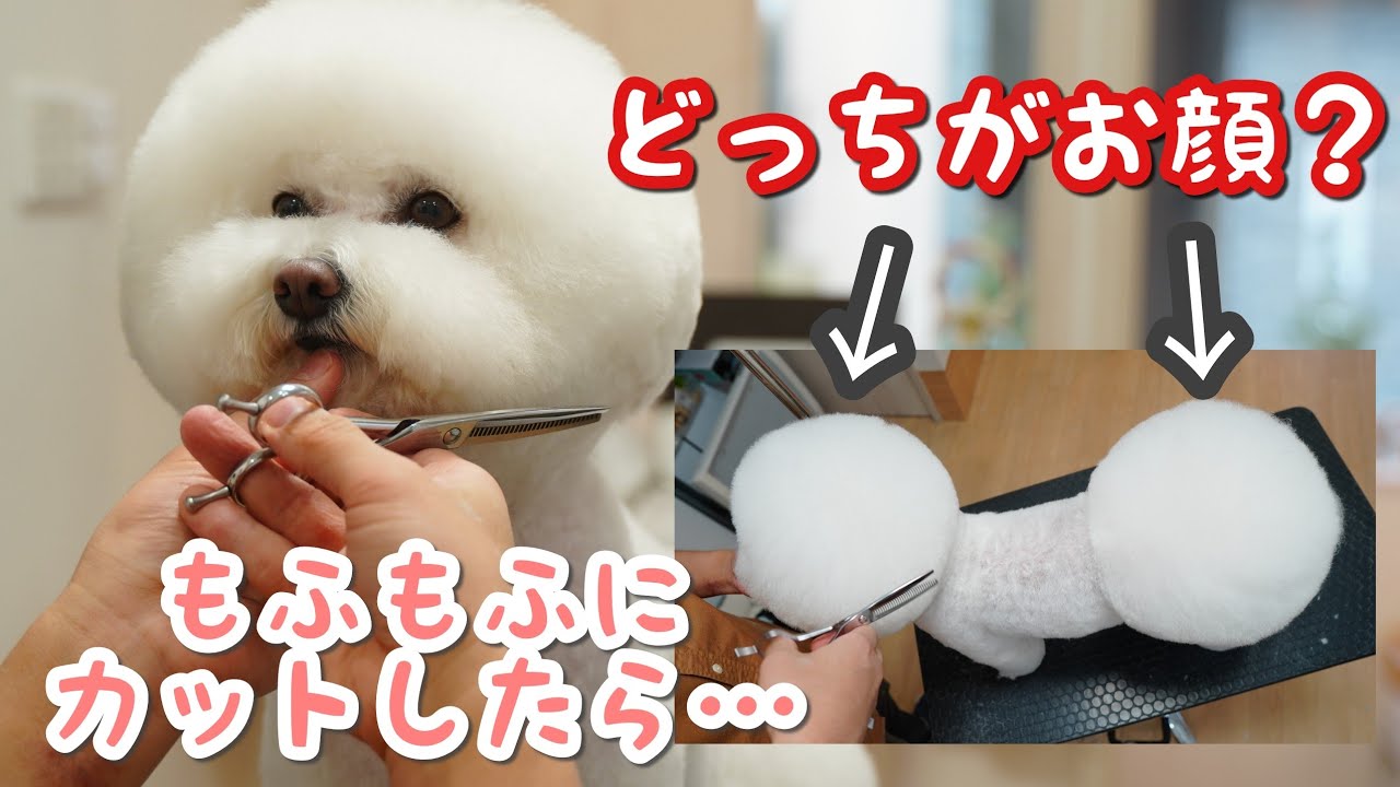 プードルじゃないよ！ビションフリーゼのおパンツカット♪【トリミングダイジェスト動画】2021年＃1
