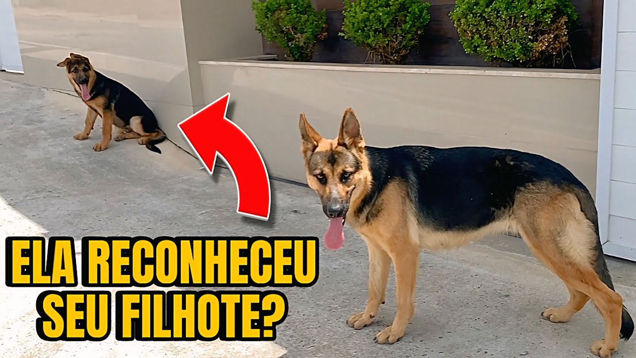 Levei o filhote de Pastor Alemão para ver a mãe e a reação foi SURPREENDENTE 😮