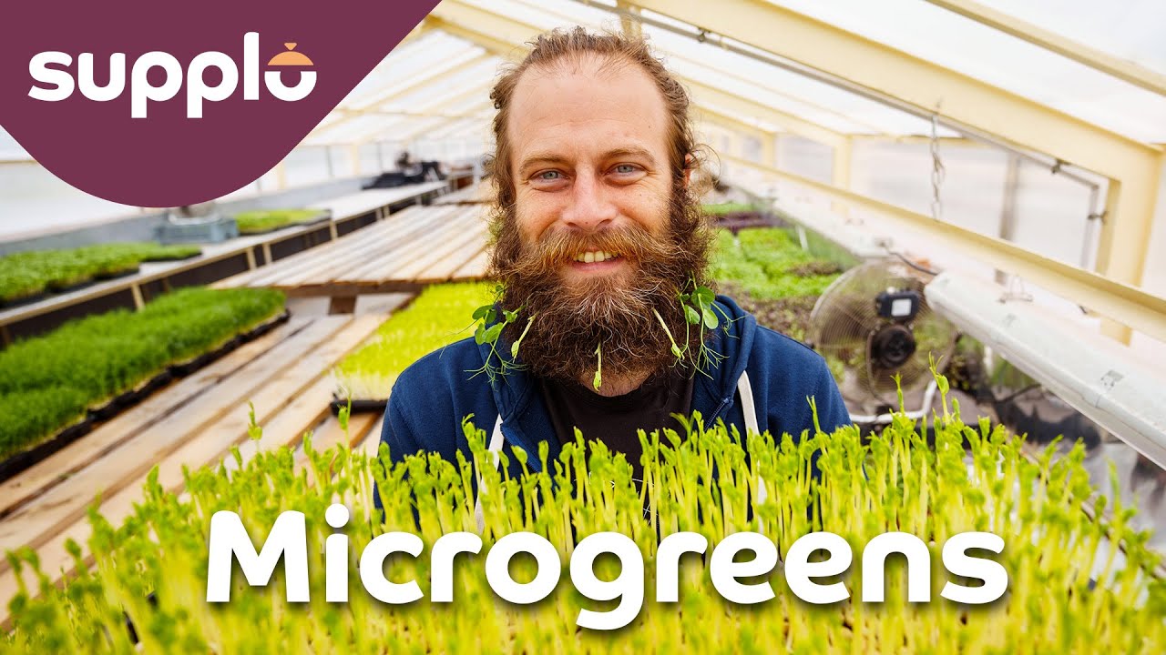 Bio výhonky plné chuti a vitamínů | Microgreens Kněževes