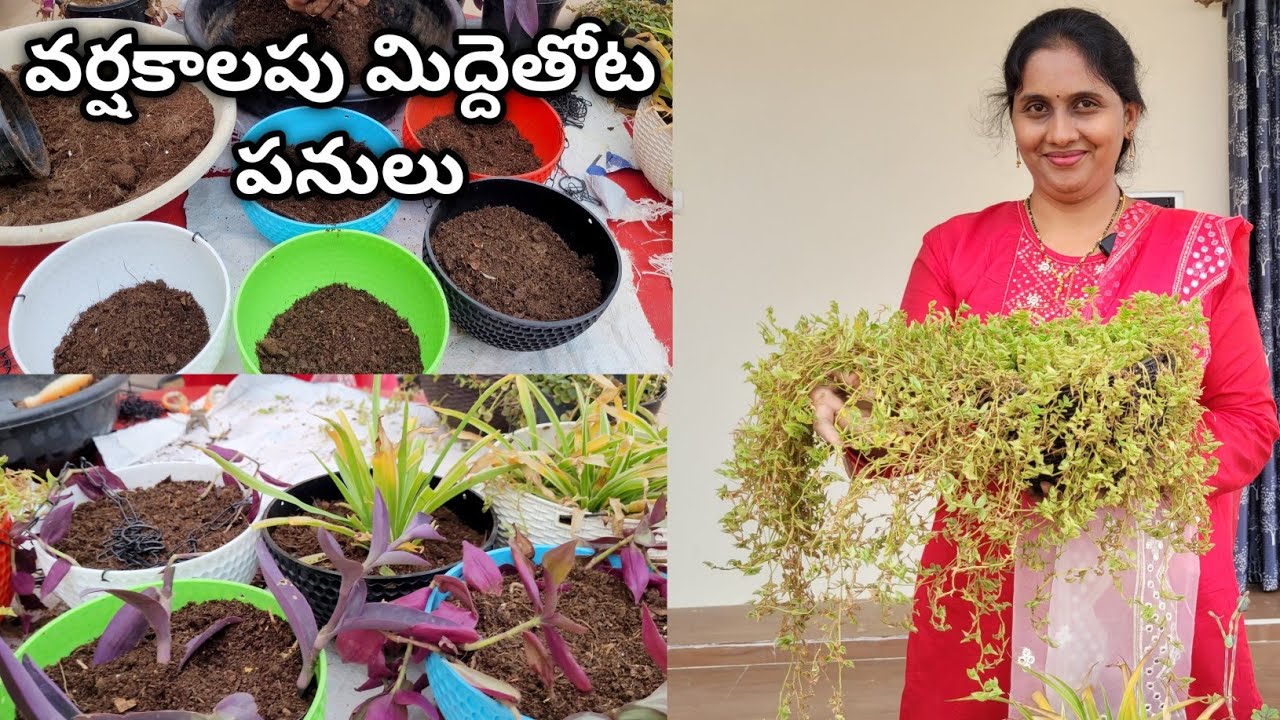 hanging plants | hanging pots for plants | gardening ideas for home | terrace garden ideas