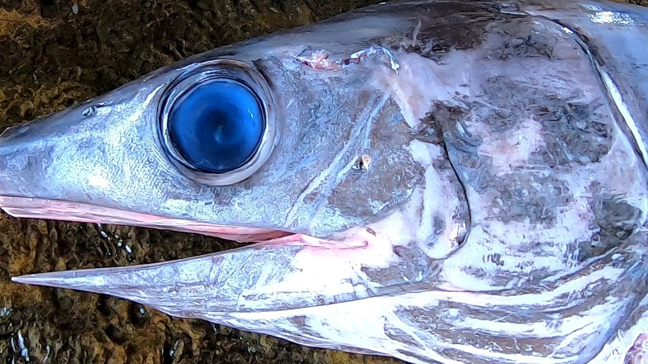 How to Fillet a Whole Swordfish in Taiwan