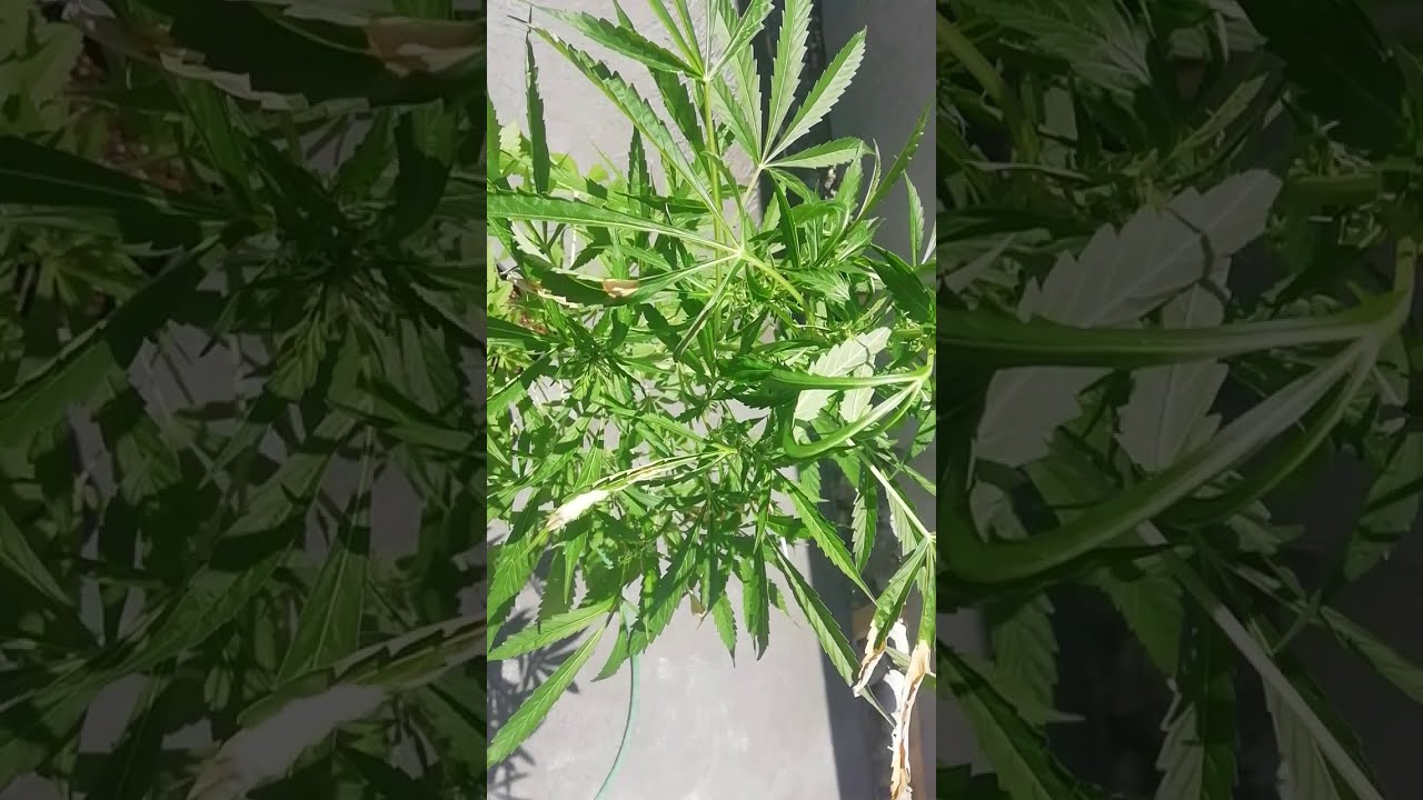 MOBY DICK XXL AUTO - SEGUIMIENTO (5TA SEMANA FLORACI&Oacute;N) 70 D&Iacute;AS EN TOTAL