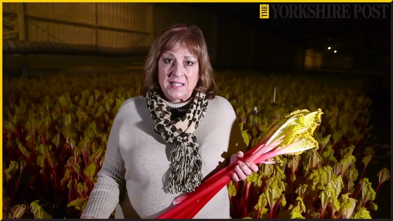 Yorkshire's famous Rhubarb Triangle under threat as just nine growers remain