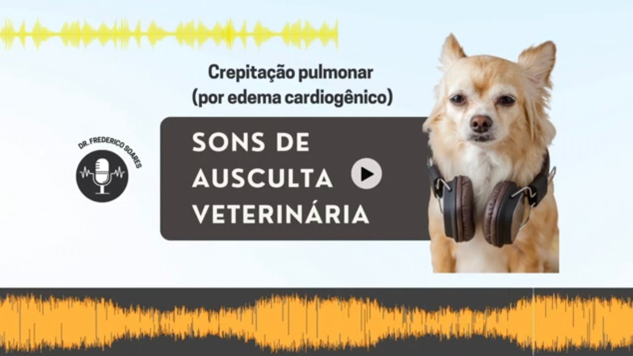 Crepitação pulmonar (por edema cardiogênico) | EP. 12