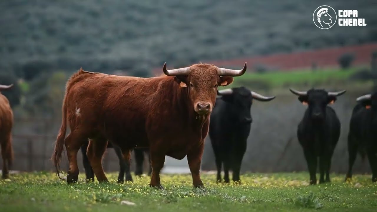 Reportaje en Guerrero y Carpintero antes de repetir en la Copa Chenel