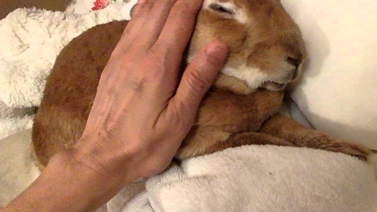 うさお最期のひととき。