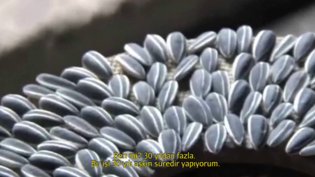 Ai Weiwei: Ayçiçeği Çekirdekleri (Sanat Tarihi / Global Çağdaş Sanat)