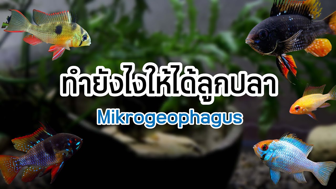 วิธีอนุบาลลูกปลาพวกปลาแรม #Mikrogeophagus