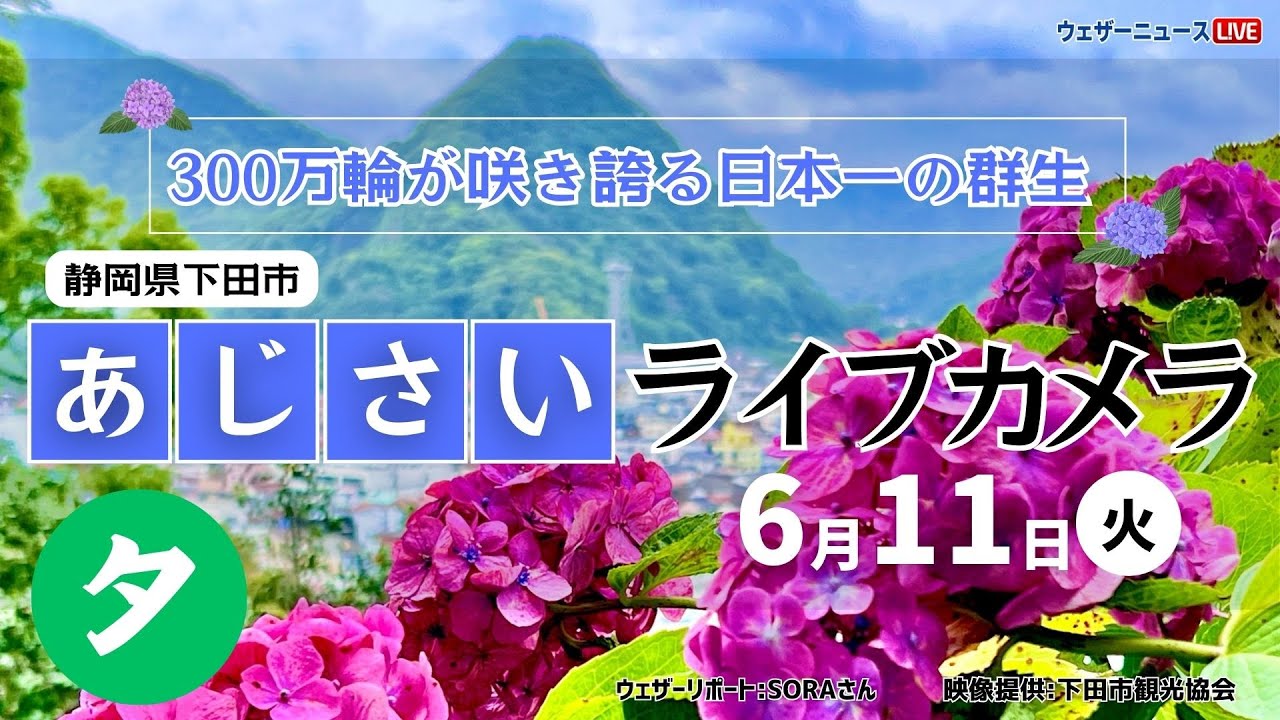 【LIVE】あじさいライブカメラ＠下田公園 夕〜第53回伊豆下田温泉あじさい祭開催中〜 2024年6月12日(水) #あじさい #紫陽花