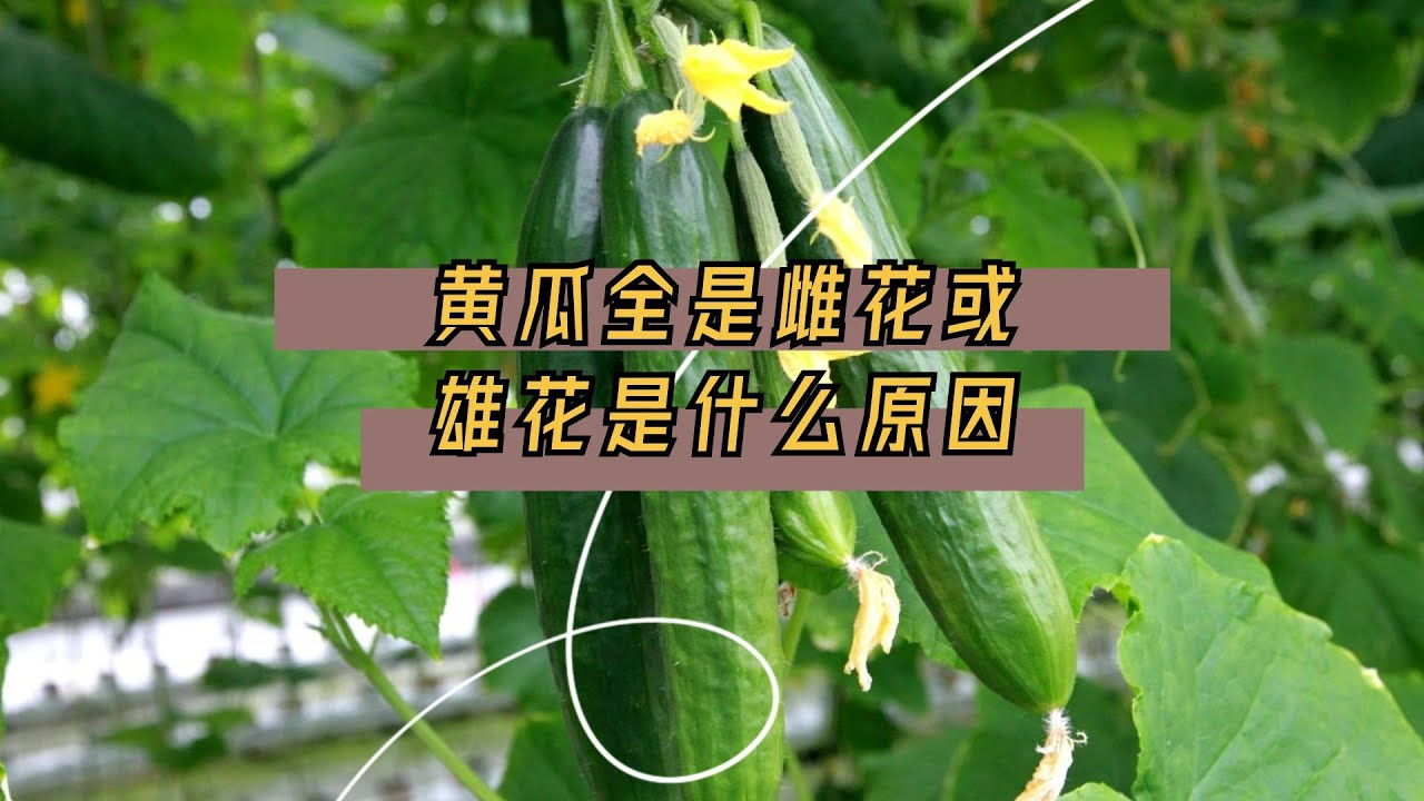 黄瓜全是雌花或雄花是什么原因？该怎么办？