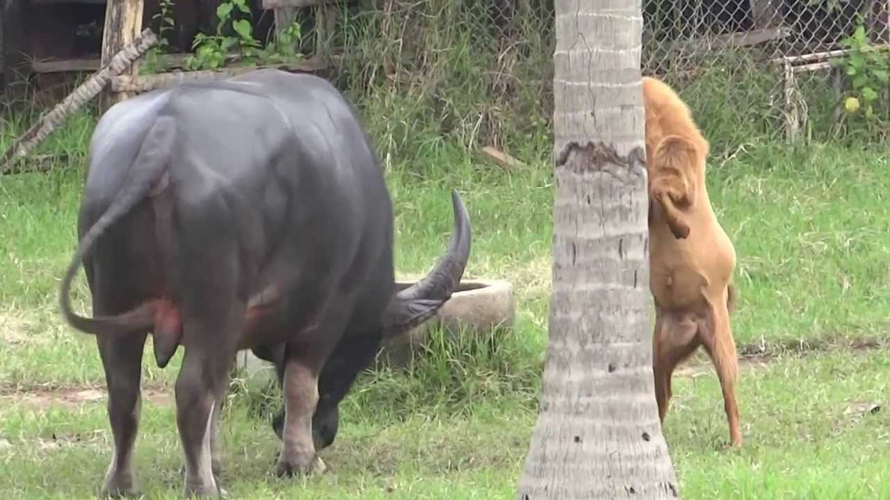 buffalo vs goat