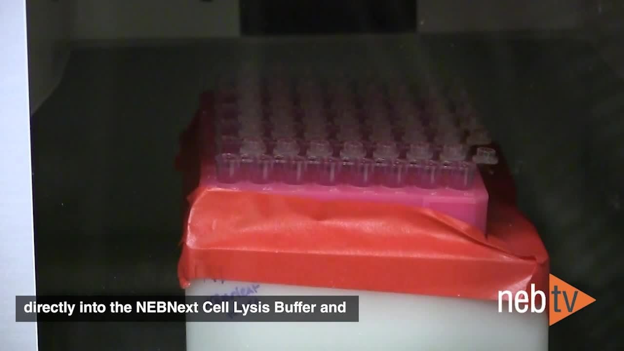 Quick Tips &ndash; Freezing cells after sorting in the NEBNext Single Cell/Low Input RNA workflow