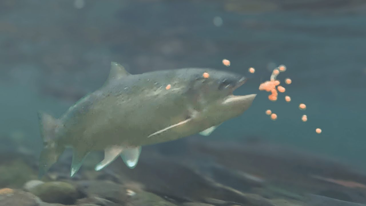 Russian River Falls: feeding trout, bears, fishing