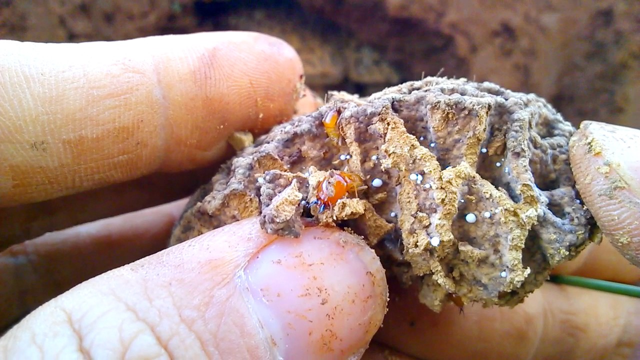 Mối l&iacute;nh, mối thợ v&agrave; mối ch&uacute;a (termite queen, soldiers and workers)