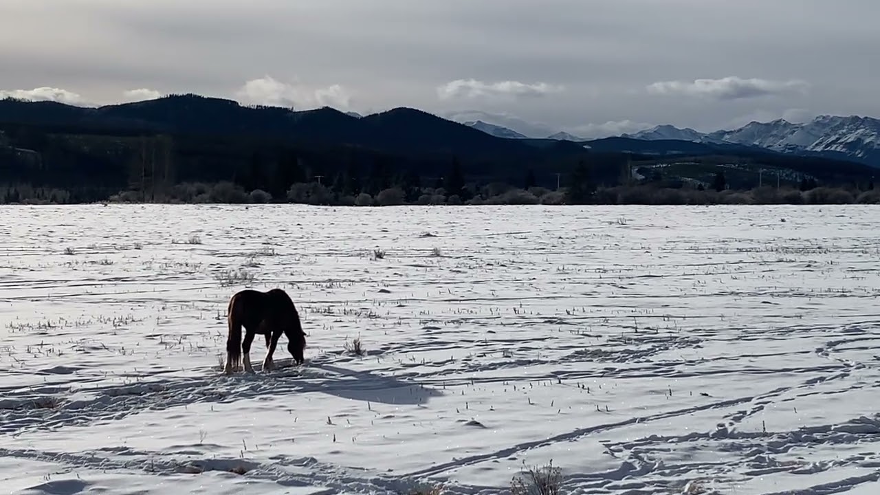 Wild Alberta Mountain Horse
