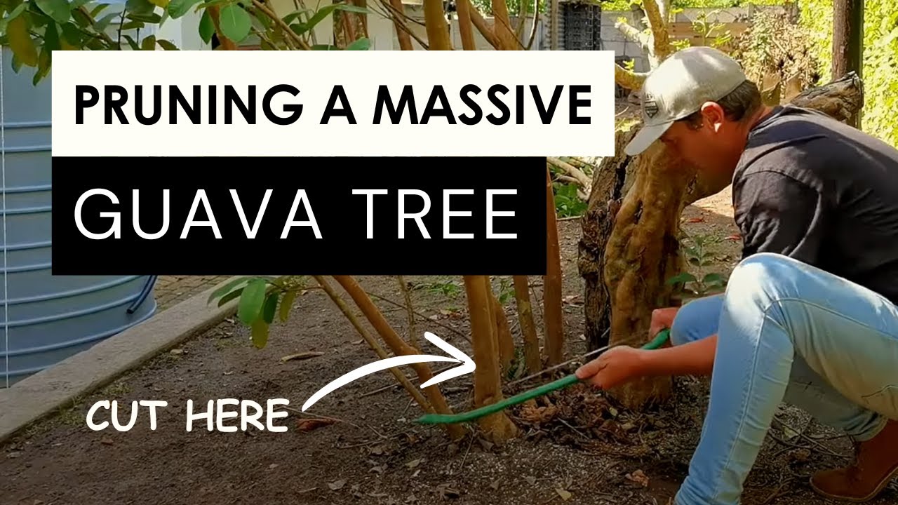 How to prune a mature guava tree like a PRO (it was brutal!)