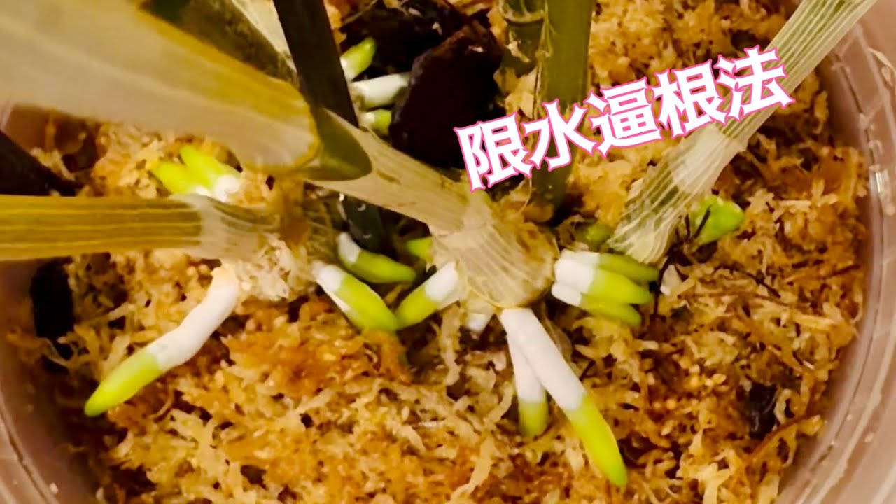 蘭花(173) （國語）石斛蘭限水逼根法 Revealing the “water restriction root forcing method”for Dendrobium orchids
