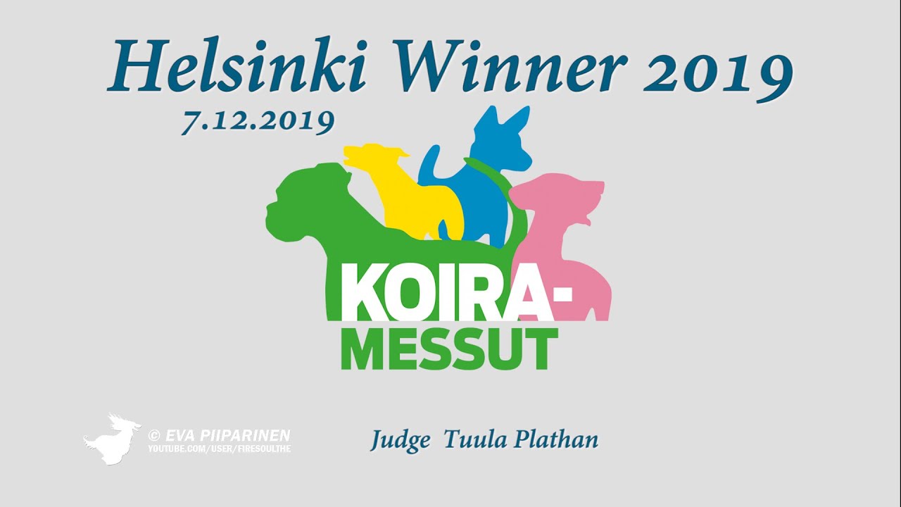 Helsinki Winner -19  ► Afghan Hounds