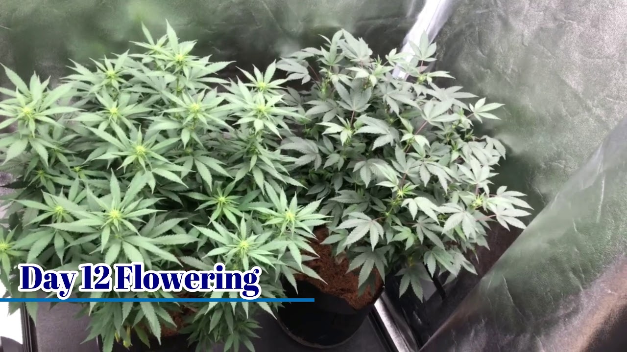 Week 2 Flowering Orange Skunk Royal Cookies