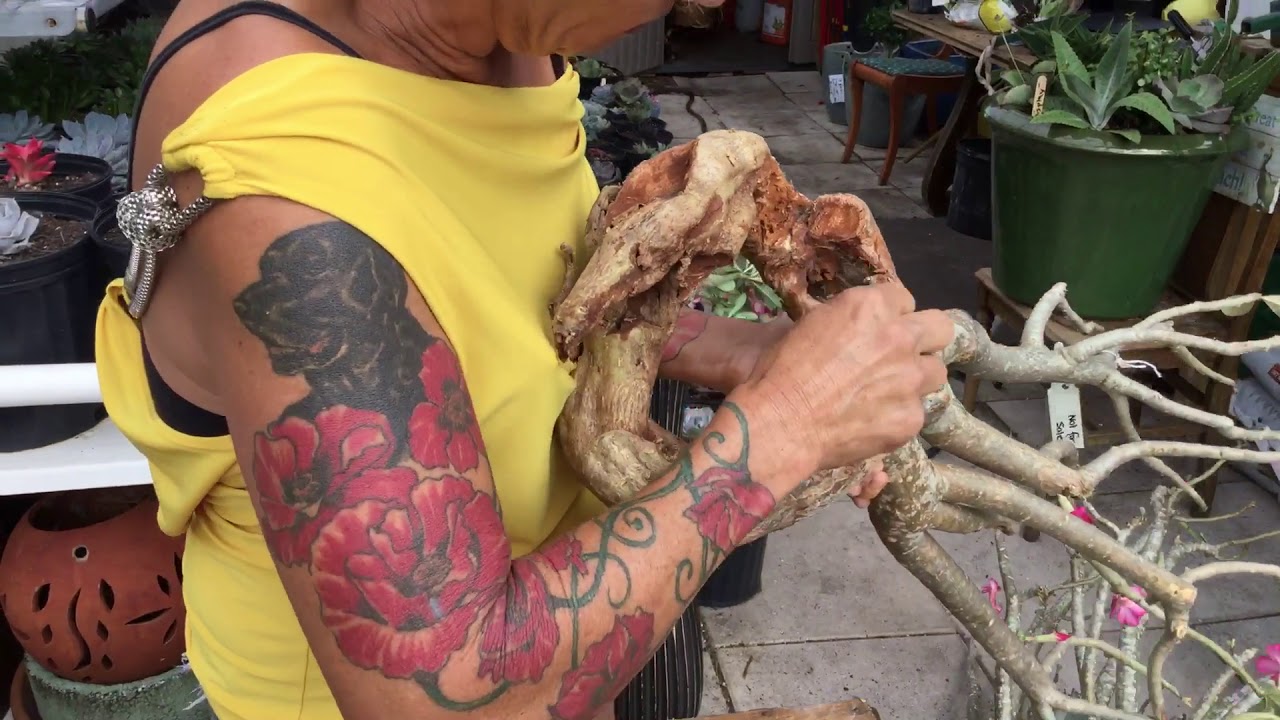How to save your desert roses from root rot