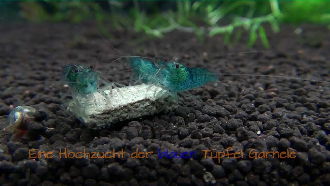 Aura Blue Zwerggarnele