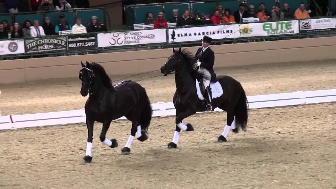 Friesian Focus - Evening Of Musical Freestyles 2014
