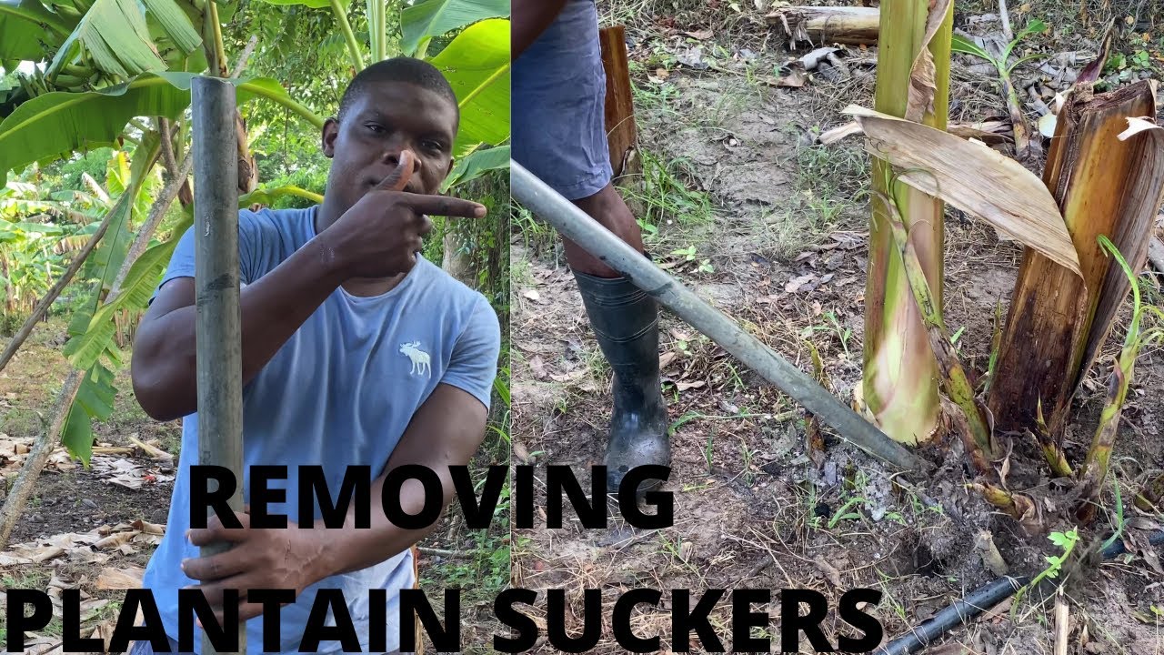How to remove plantain suckers from the mother plant and to use to remove them