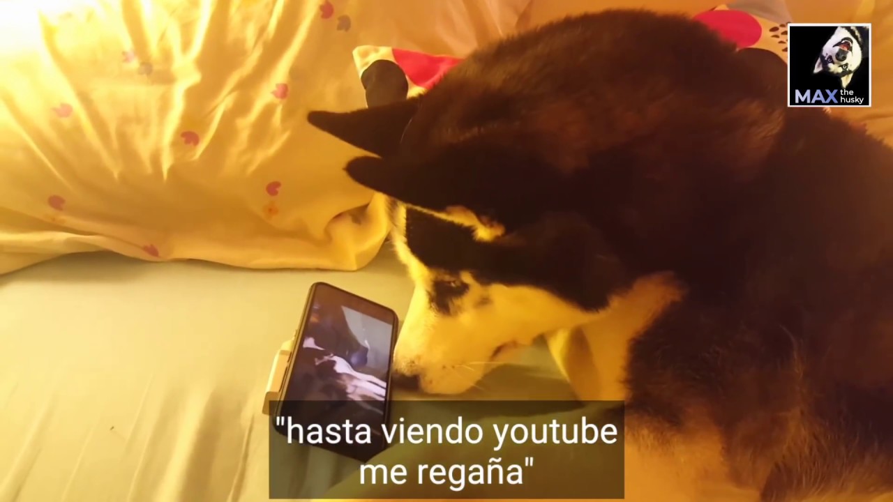 Max ¿Qué haces en mi cama y con mi teléfono?¿Qué estás viendo? || Max the husky