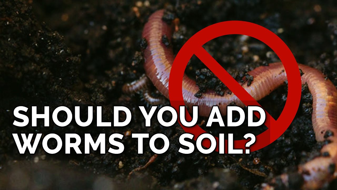 Adding Worms To Bad Soil Won't Fix It...Here's Why