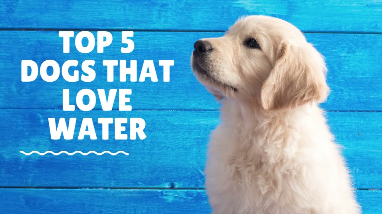 Top 5 Dogs who Love Water