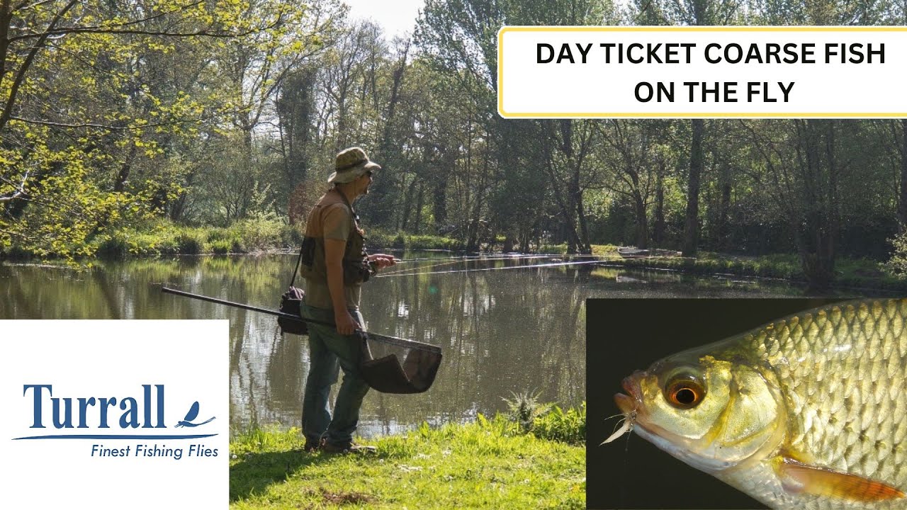 Fly Fishing for Coarse Fish: Stillwater rudd, roach and carp at Hatchlands