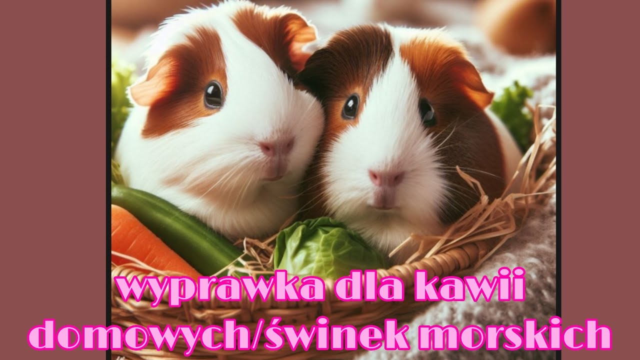 wyprawka dla kawii domowych/świnek morskich
